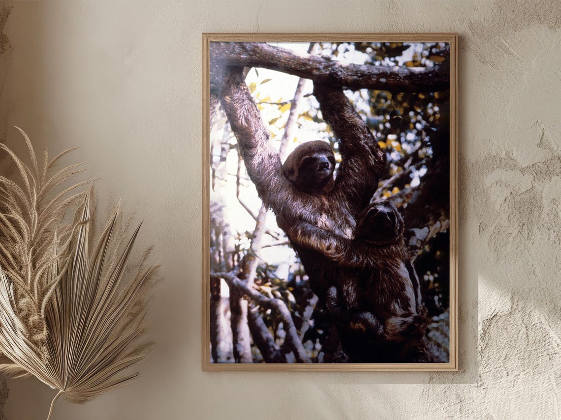 Peru Amazon Sloth Hanging Tree Branch Jungle Wildlife Vintage Poster