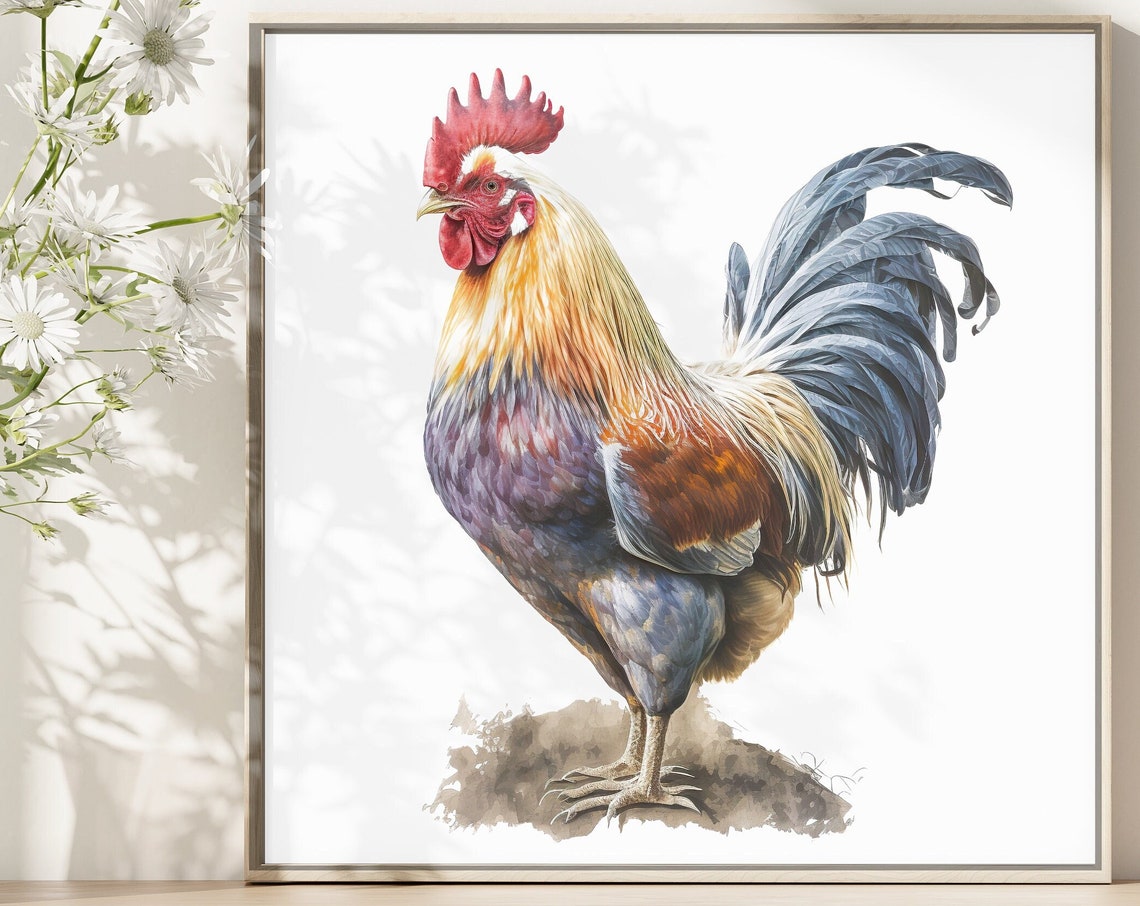 Colorful Rooster Standing on White Background Watercolor Poster