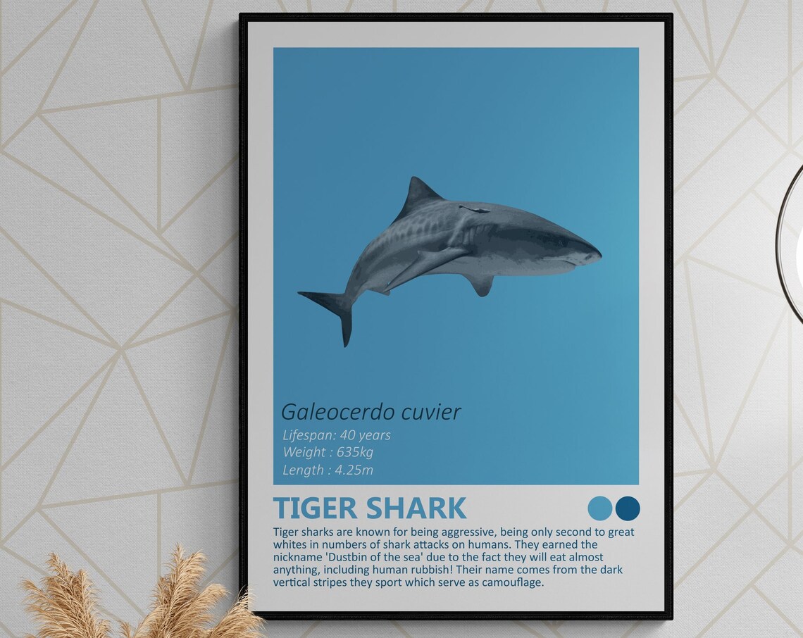Tiger Shark Fact Sheet, Nautical Kids Room Decor