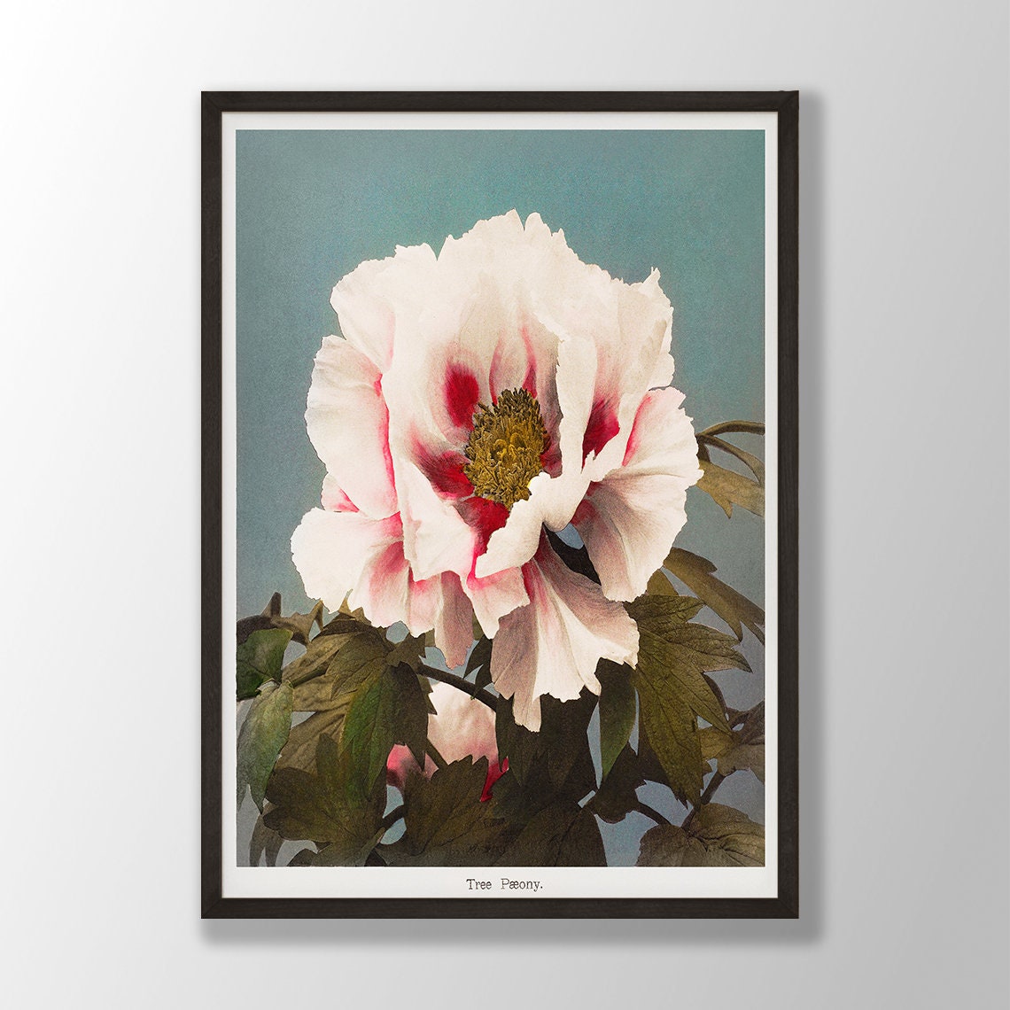 Tree Paeony Antique Japanese Peony Vintage Botanical Flower Poster