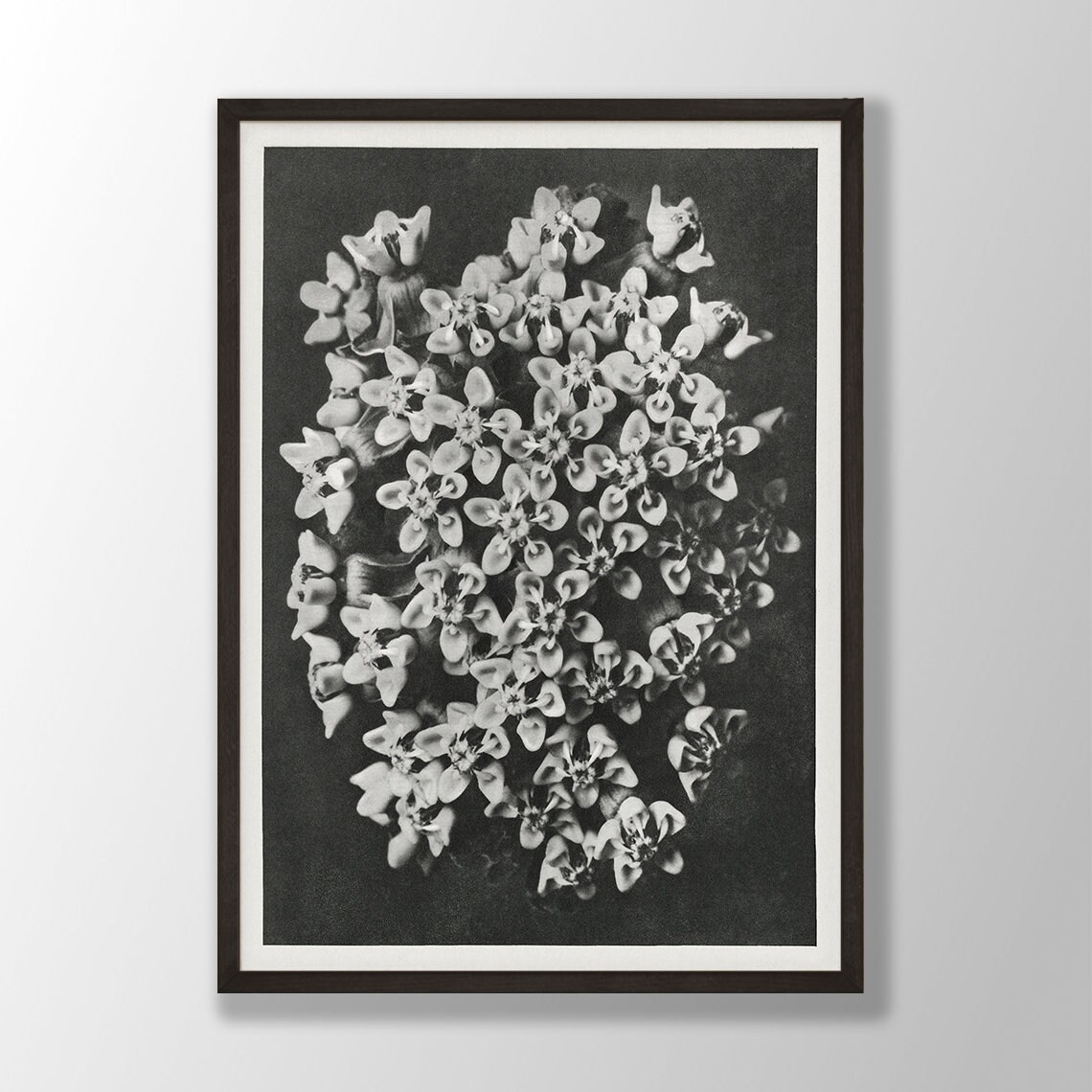 Black White Flower Print No. 2, Vintage Botanical Art Print