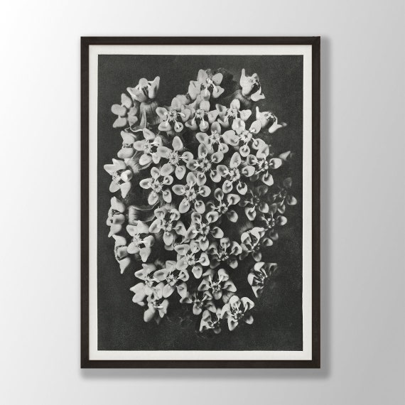 Black White Flower Print No. 2, Vintage Botanical Art Print