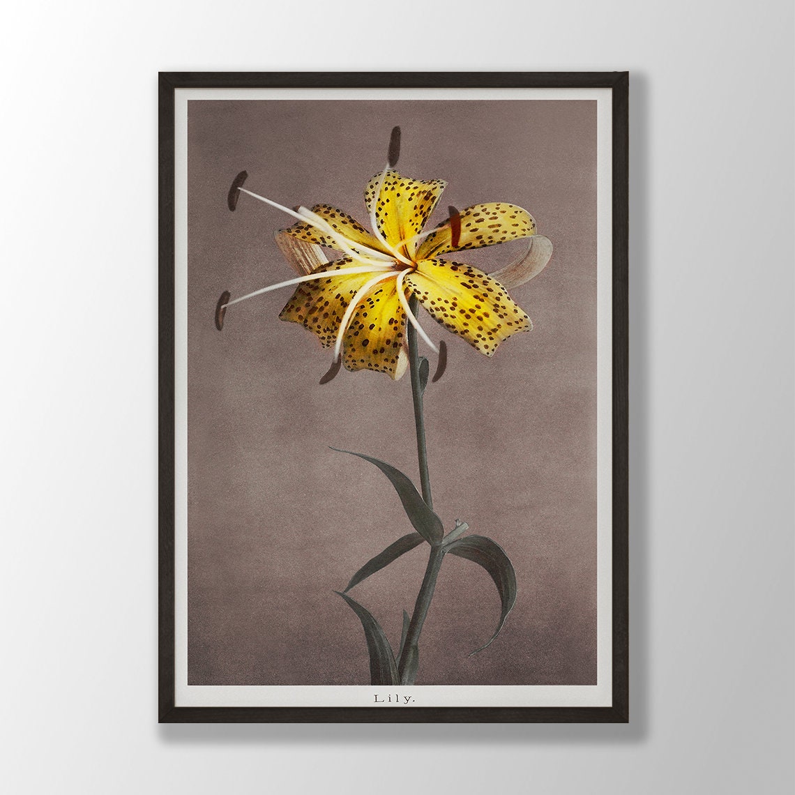 Yellow Spotted Tiger Lily Vintage Japanese Botanical Flower Poster