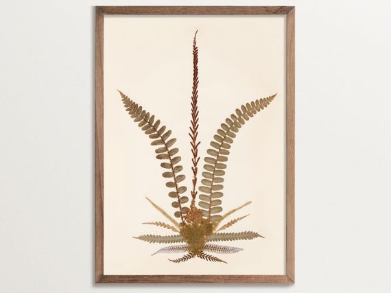 Antique Botanical Fern Print No 02, Vintage Decor