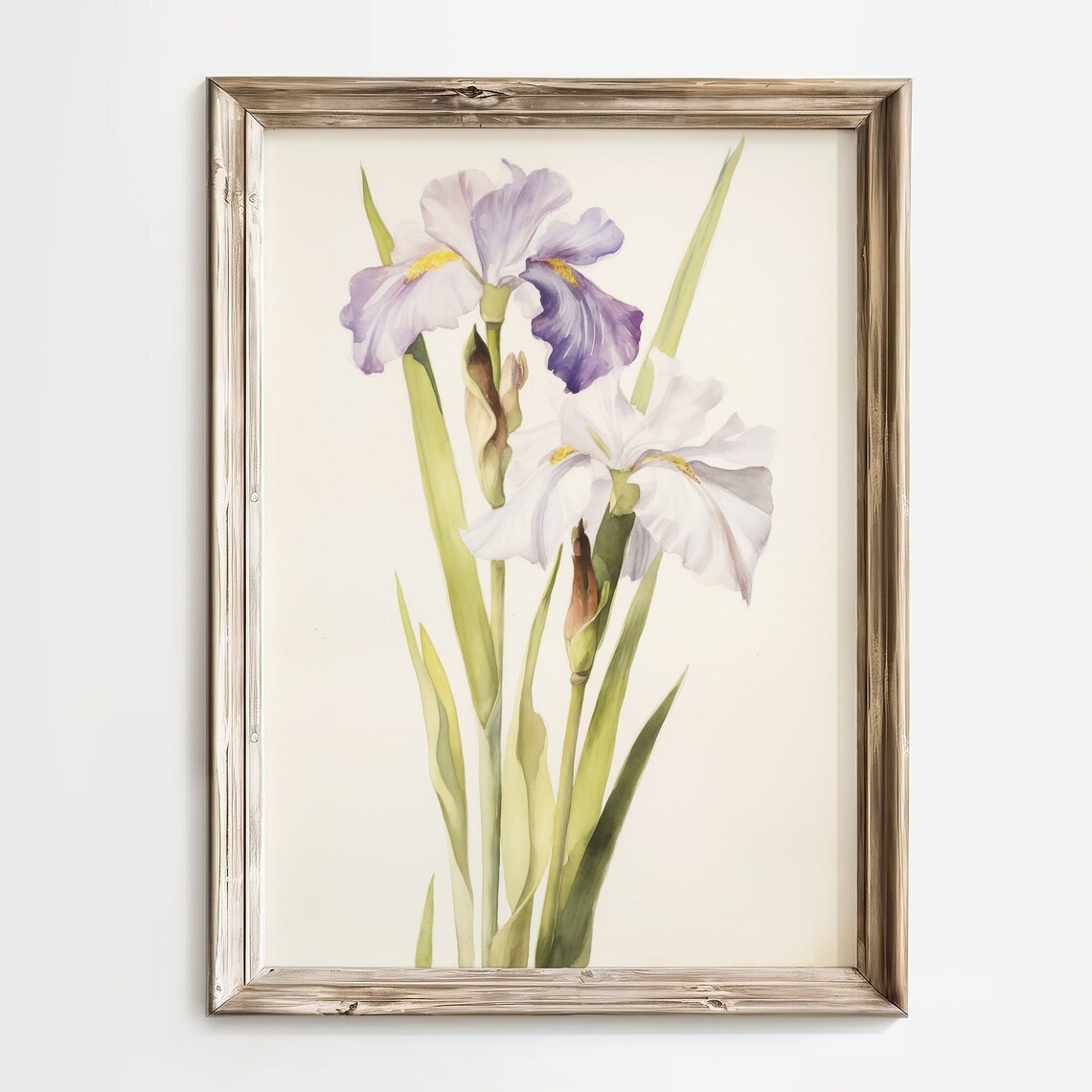 Purple White Iris Watercolor Floral Botanical Painting Poster
