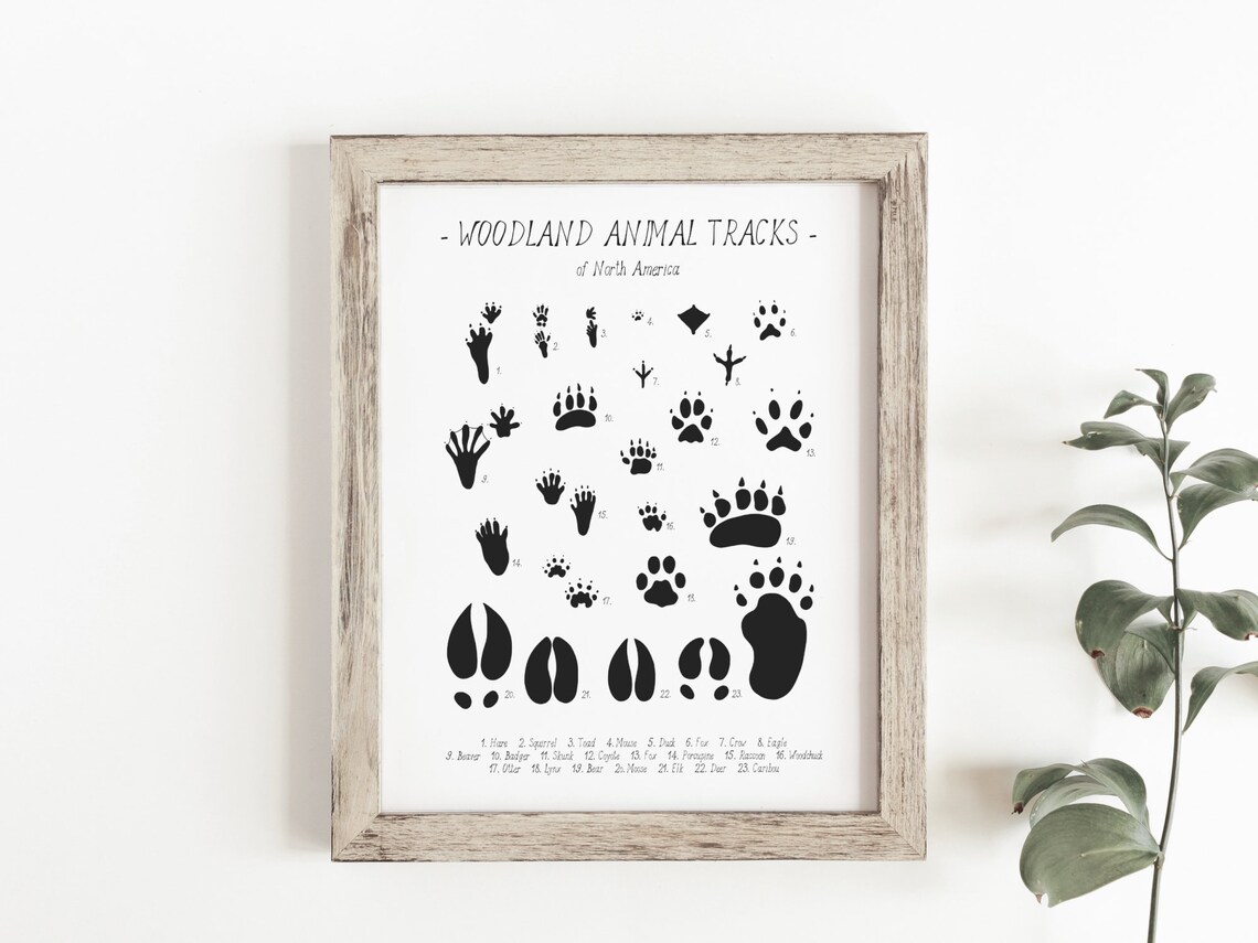 Animal Tracks Print, Woodland Tracks Poster - Image 2
