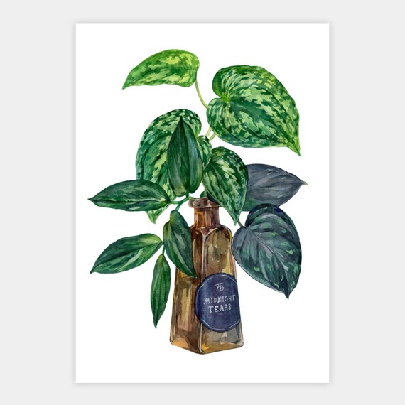 Midnight Tears Poster Houseplant Lover Wall Decor Botanical Art Print Watercolor Botanical Plant Witch Plant Lovers Goth Plant Artwork