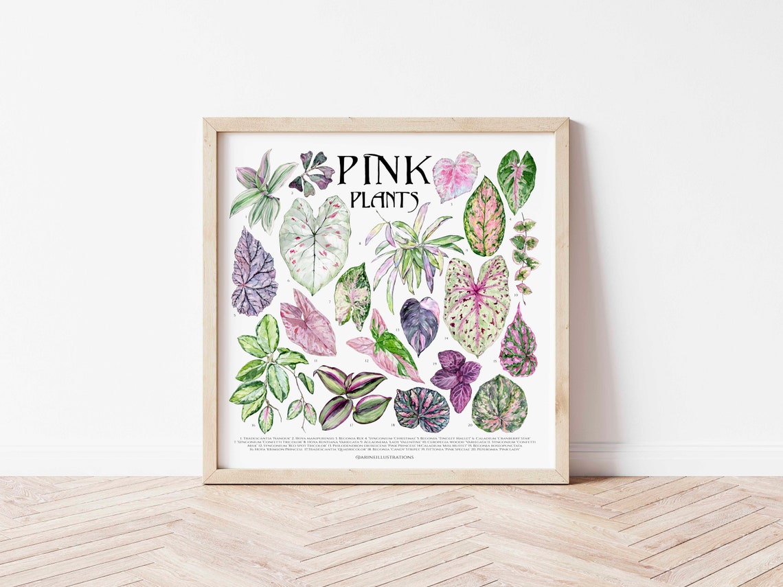 Pink Houseplants Species Botanical Leaf Chart Watercolor Poster - Image 3