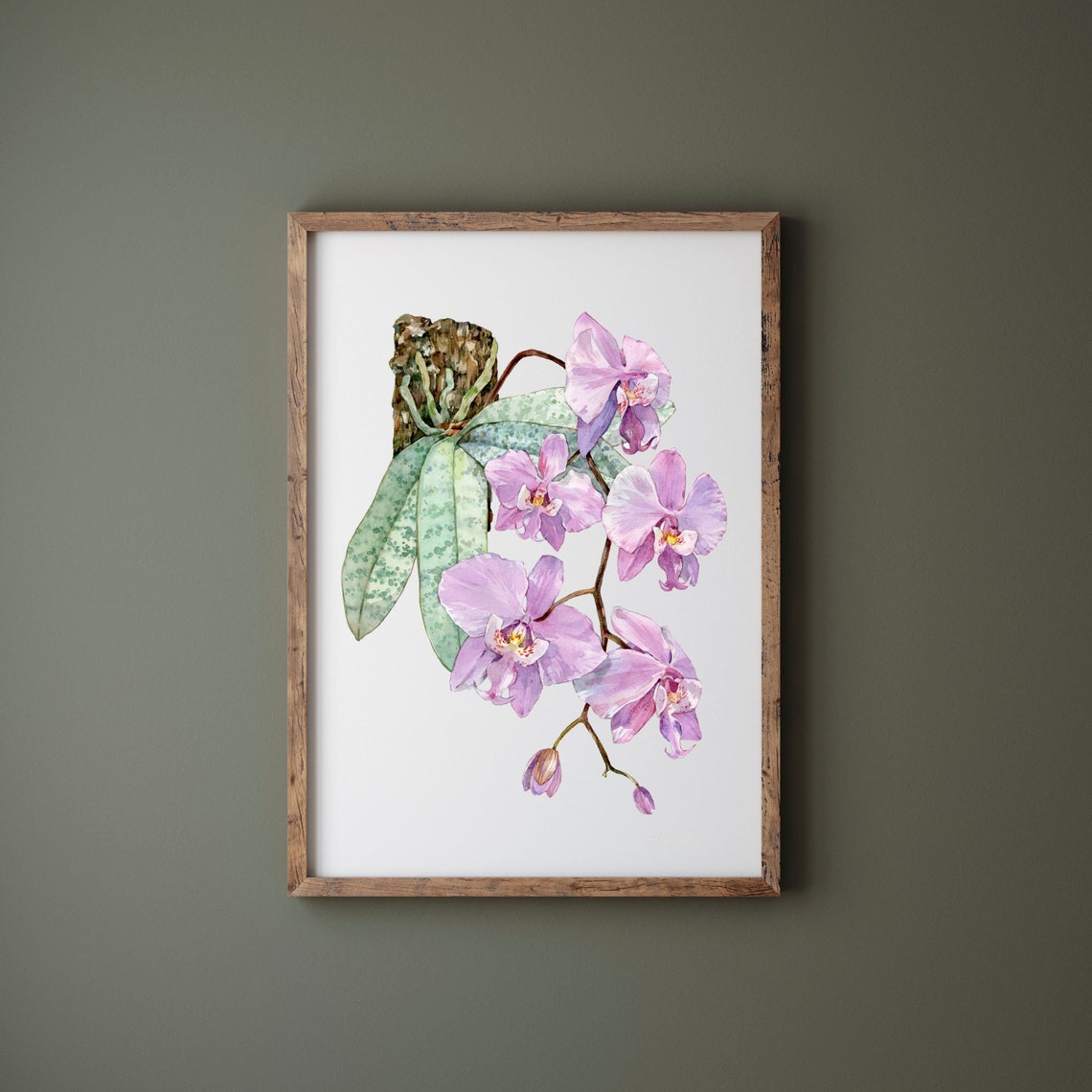 Phalaenopsis Schilleriana Pink Orchid Watercolor Bloom Poster - Image 2
