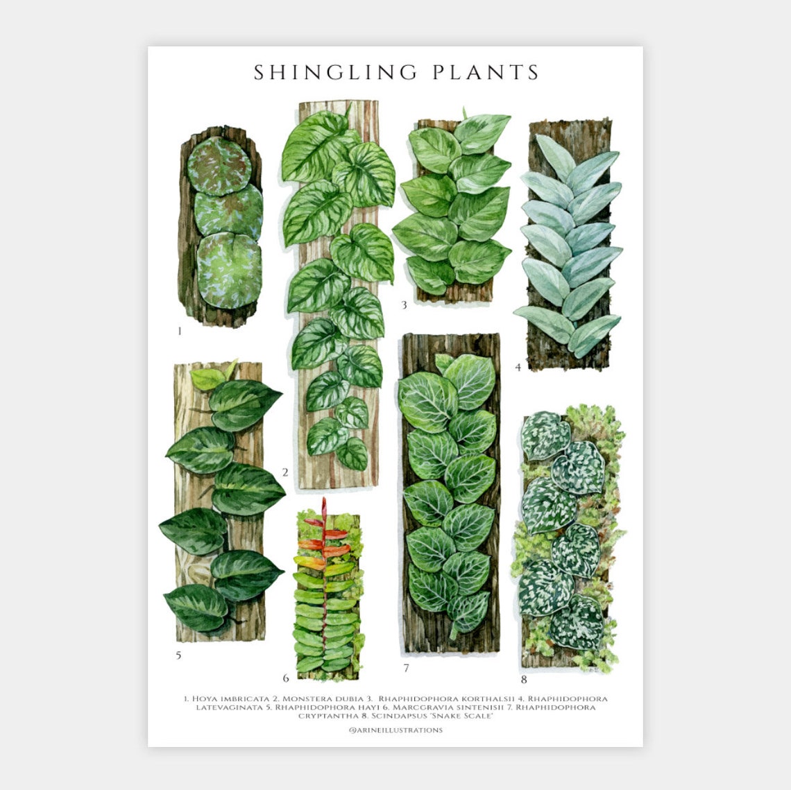 Shingling Plants Species Botanical Wall Chart Watercolor Poster - Image 3