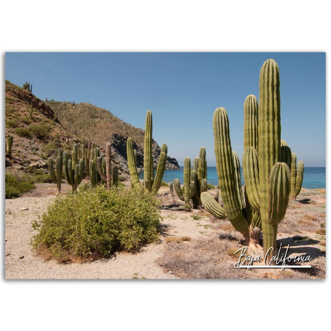 Baja Cactus Print Mexico Travel Photography