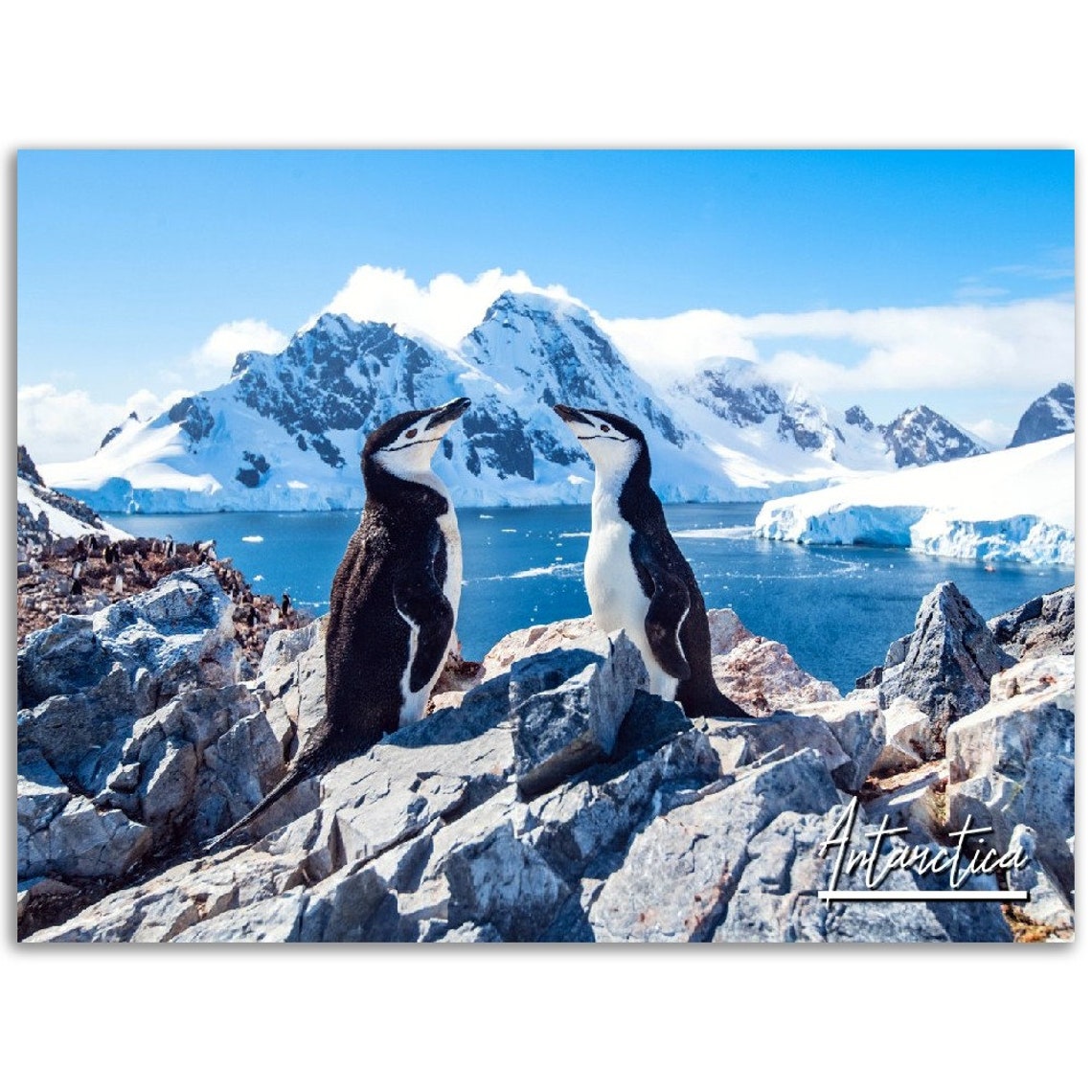Chinstrap Penguins on Rocky Shore With Blue Ocean Antarctica Poster