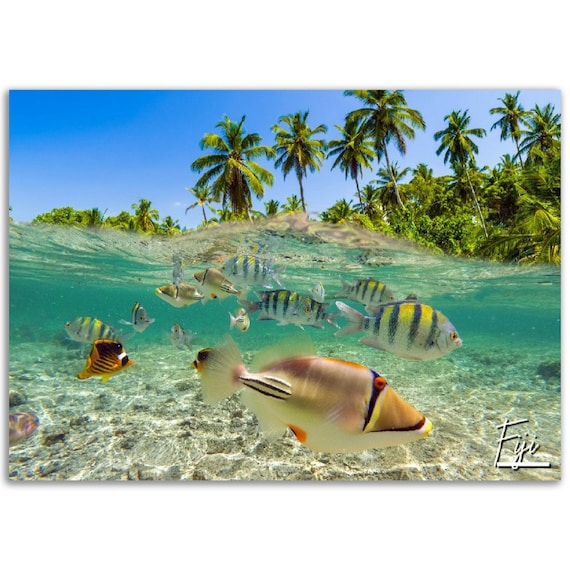 Fiji Tropical Underwater Fish Coral Reef Palm Beach Snorkel Photography Poster
