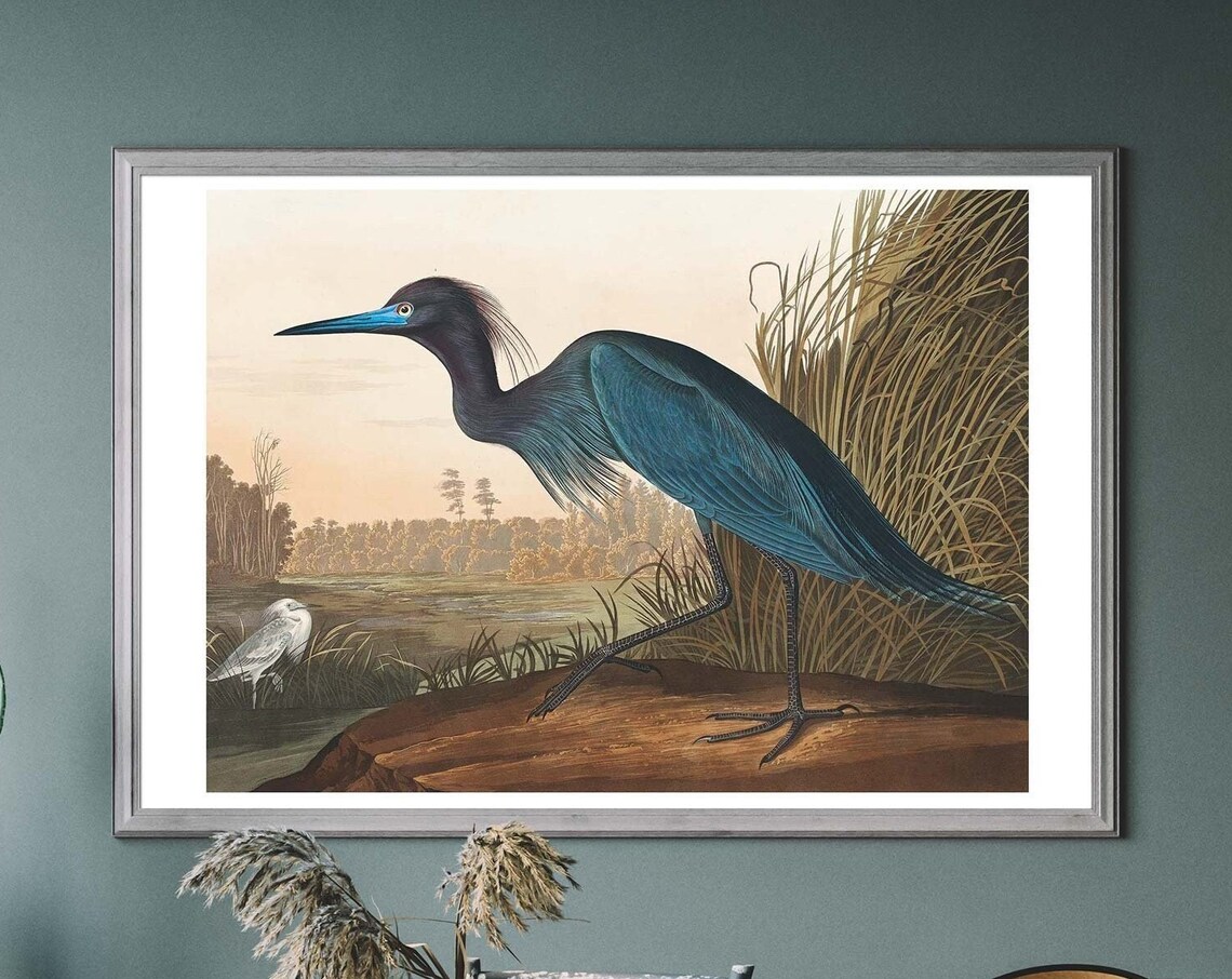 Blue Crane Vintage Art Print, Audubon Bird Illustration