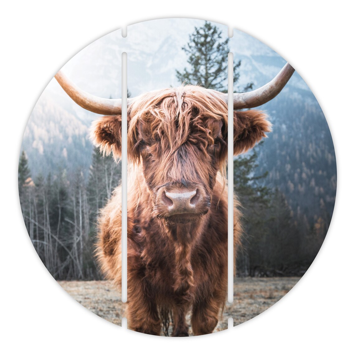 Highland Cow Portrait Longhorn Cattle Farmhouse Photo Poster - Image 3