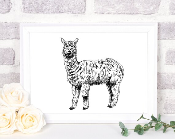 Llama Ink Sketch Minimalist Black White Farm Animal Line Print