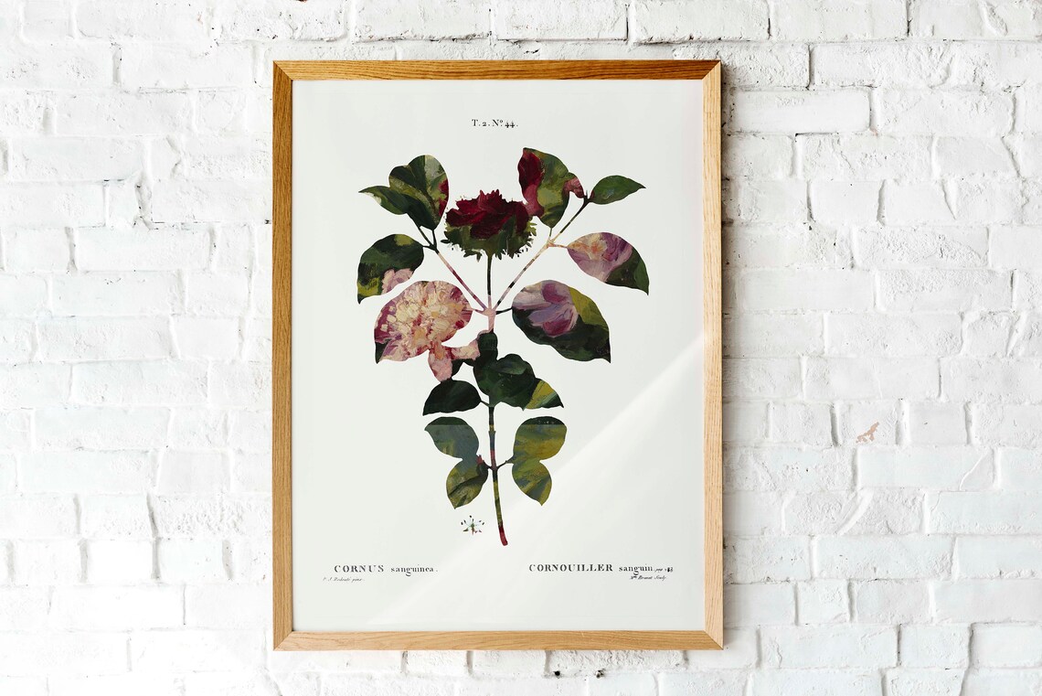 Cornus Sanguinea Vintage Botanical Plate Redoute Style Floral Poster - Image 3