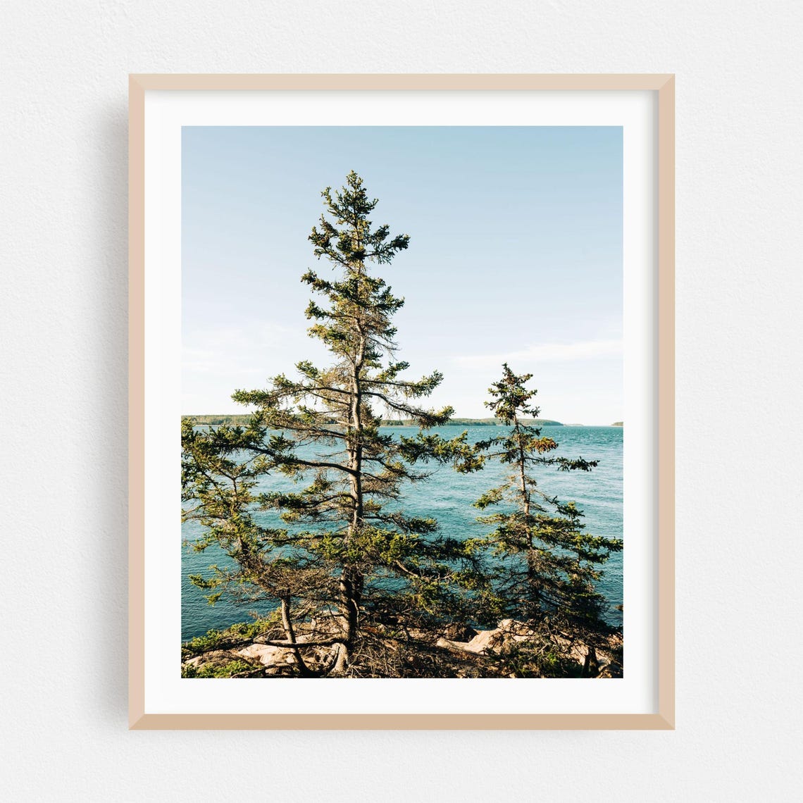 Tall Evergreen Pines On Rocky Shore Overlooking Blue Coastline Poster