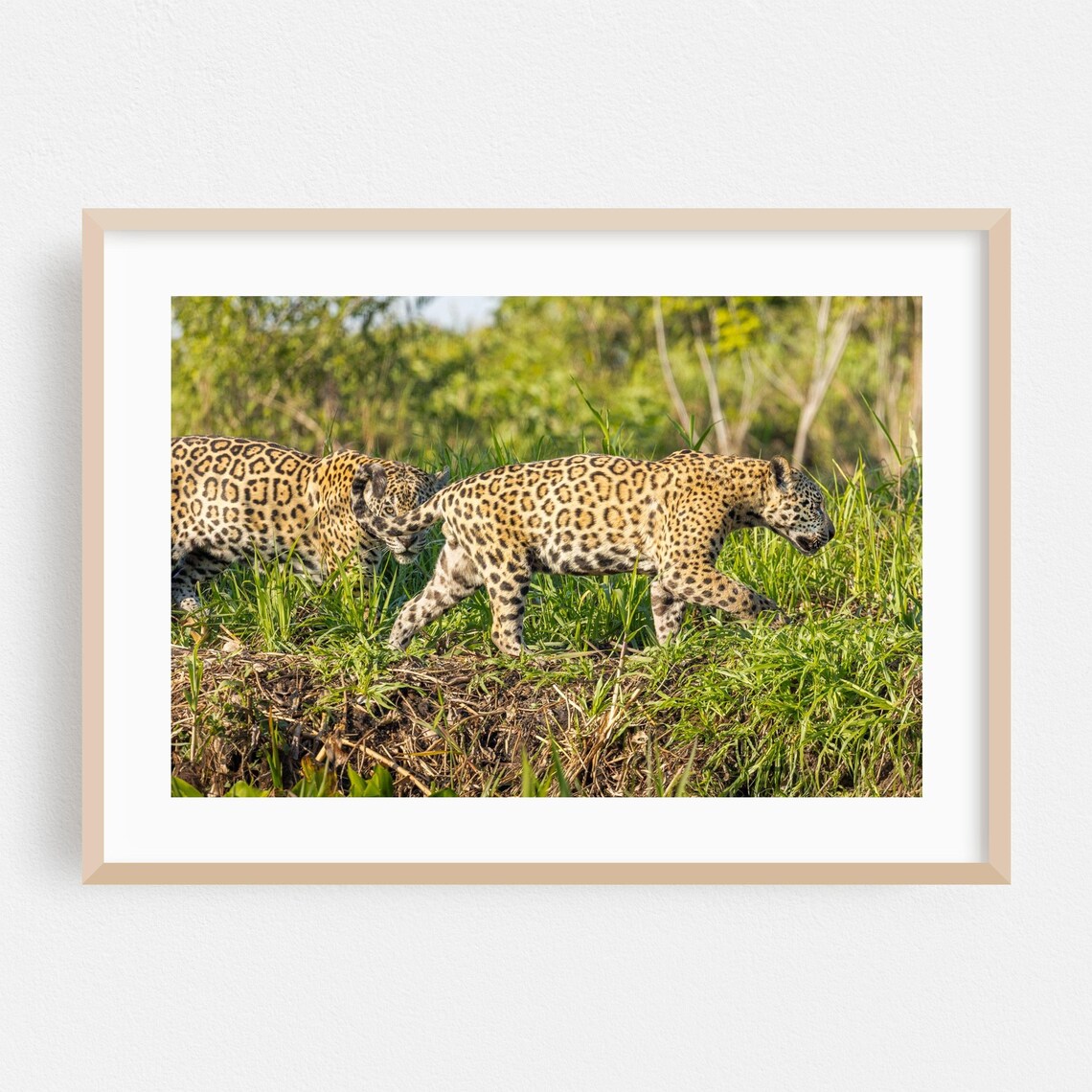 Two Wild Jaguars Walking In Grassland Wildlife Photography Poster