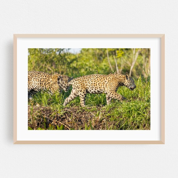 State Of Mato Grosso Print Brazil Wall Art Wildlife Framed Animal Home Decor Nature Poster Jungle Fine Scenic Wilderness