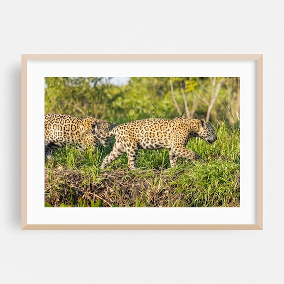 Two Wild Jaguars Walking In Grassland Wildlife Photography Poster