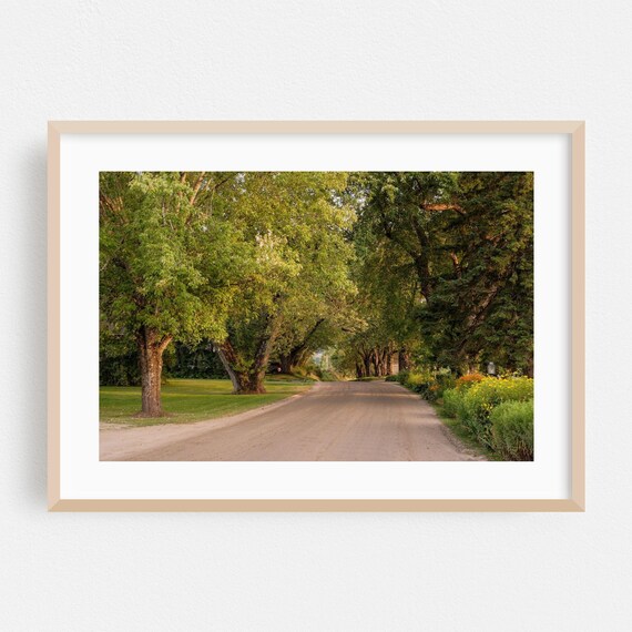Country Dirt Road Beneath a Lush Green Tree Canopy Summer Art Print