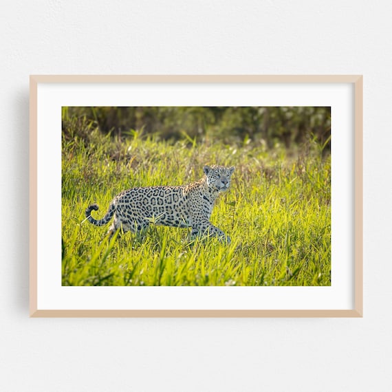 Wild Jaguar Walking Through Tall Grass Wildlife Photography Poster