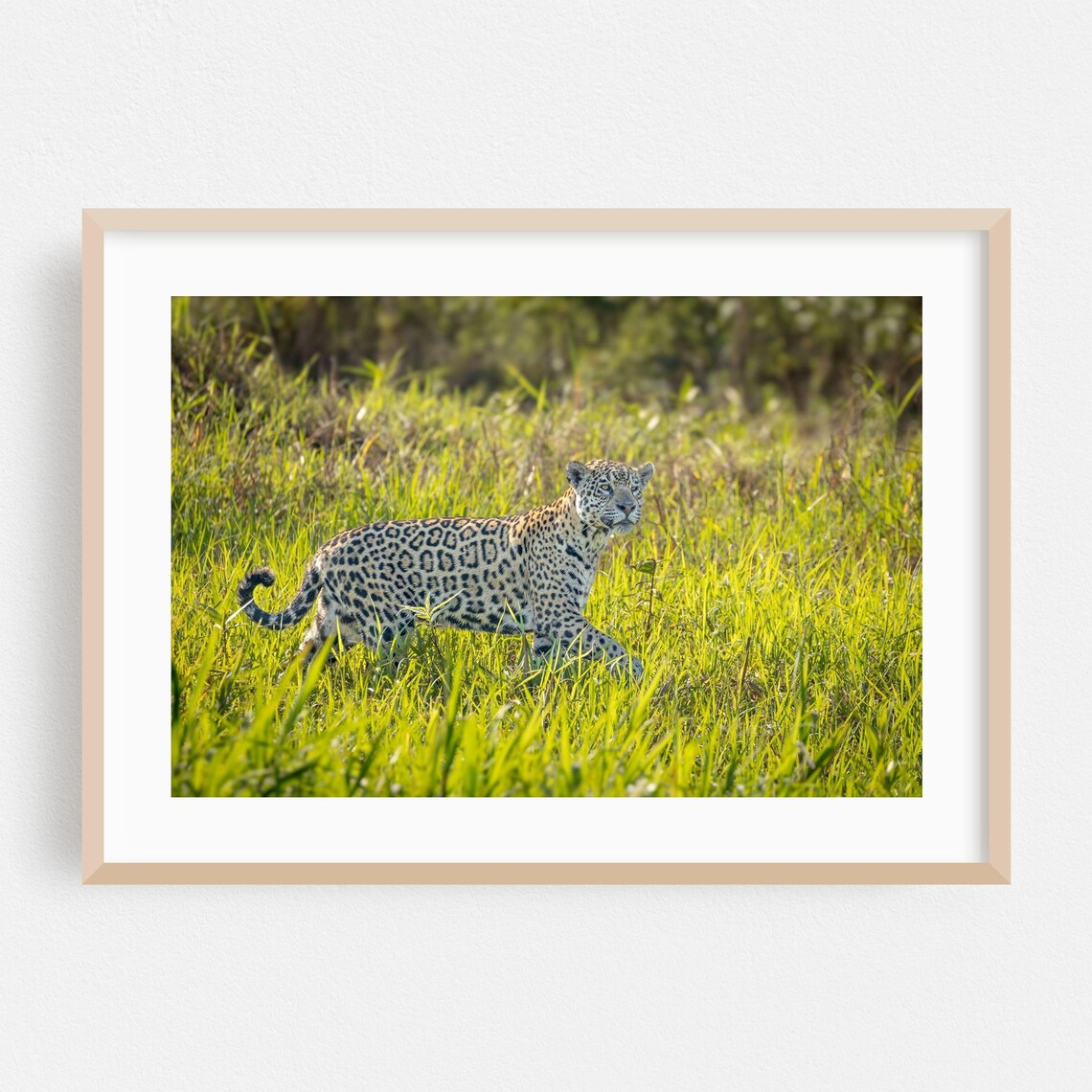 Wild Jaguar Walking Through Tall Grass Wildlife Photography Poster