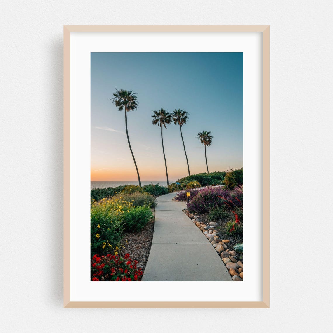 La Jolla Palm Trees At Sunset On Coastal Garden Path Photo Poster