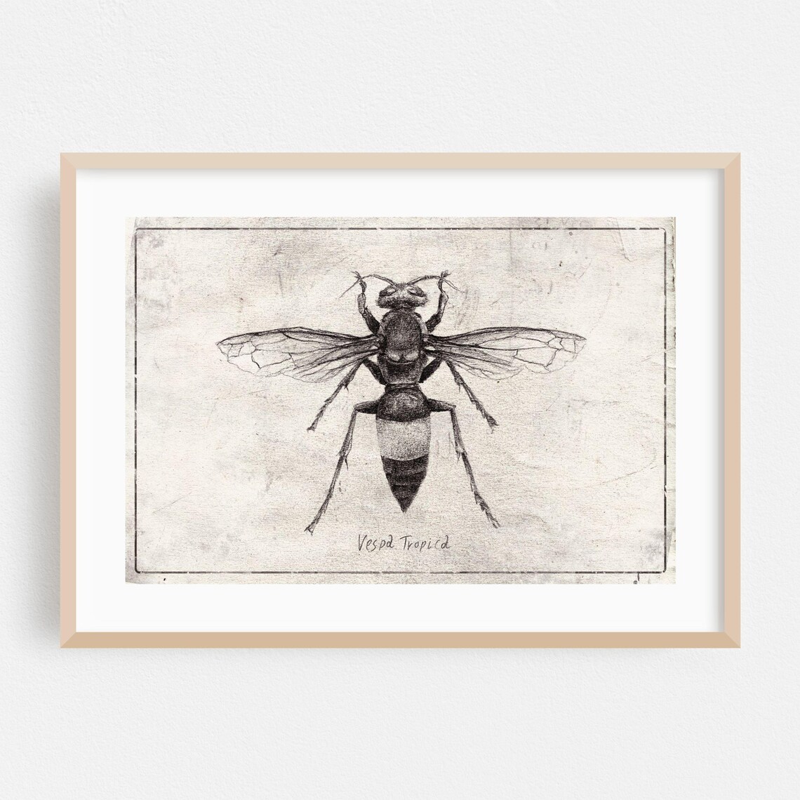 Vespa Tropica Hornet Entomology Sketch Poster Black and White