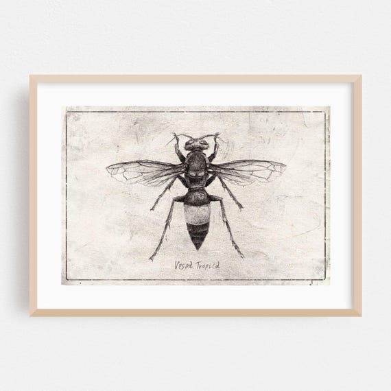 Black And White Print Insect Wall Art Line Framed Nature Home Decor Sketch Poster Vintage Fine Minimalist Drawing