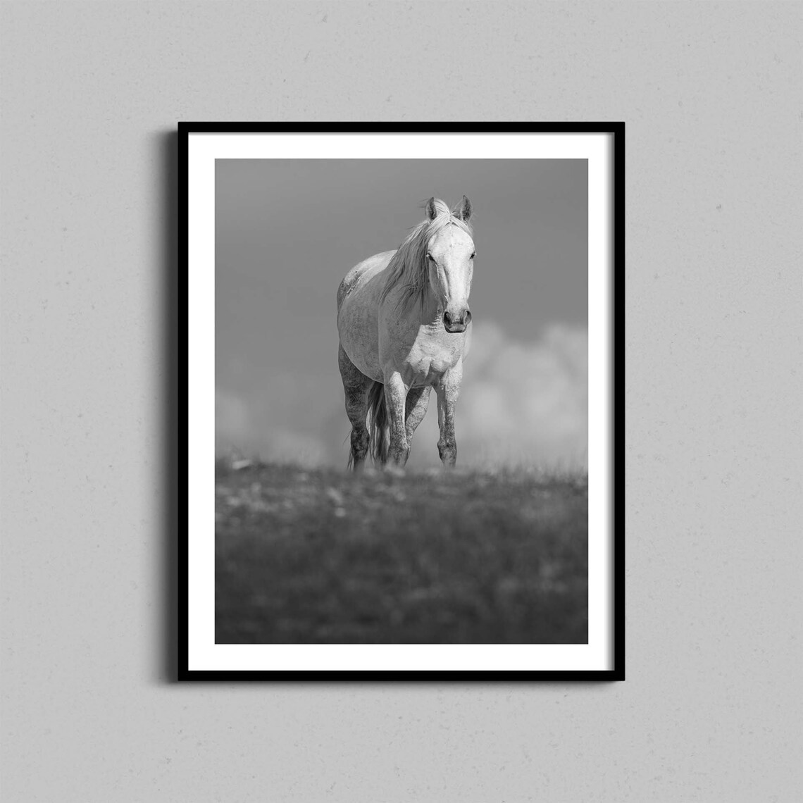 White Horse Black And White Equestrian Portrait Photography Wall Art