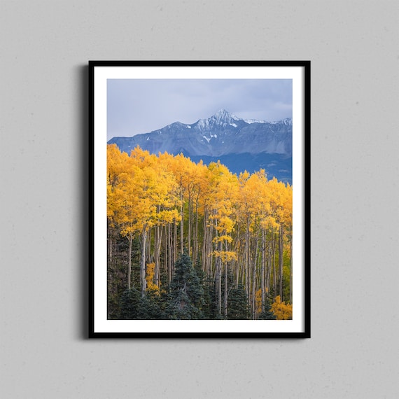Golden Aspen Forest Snow Capped Colorado Mountain Fall Poster