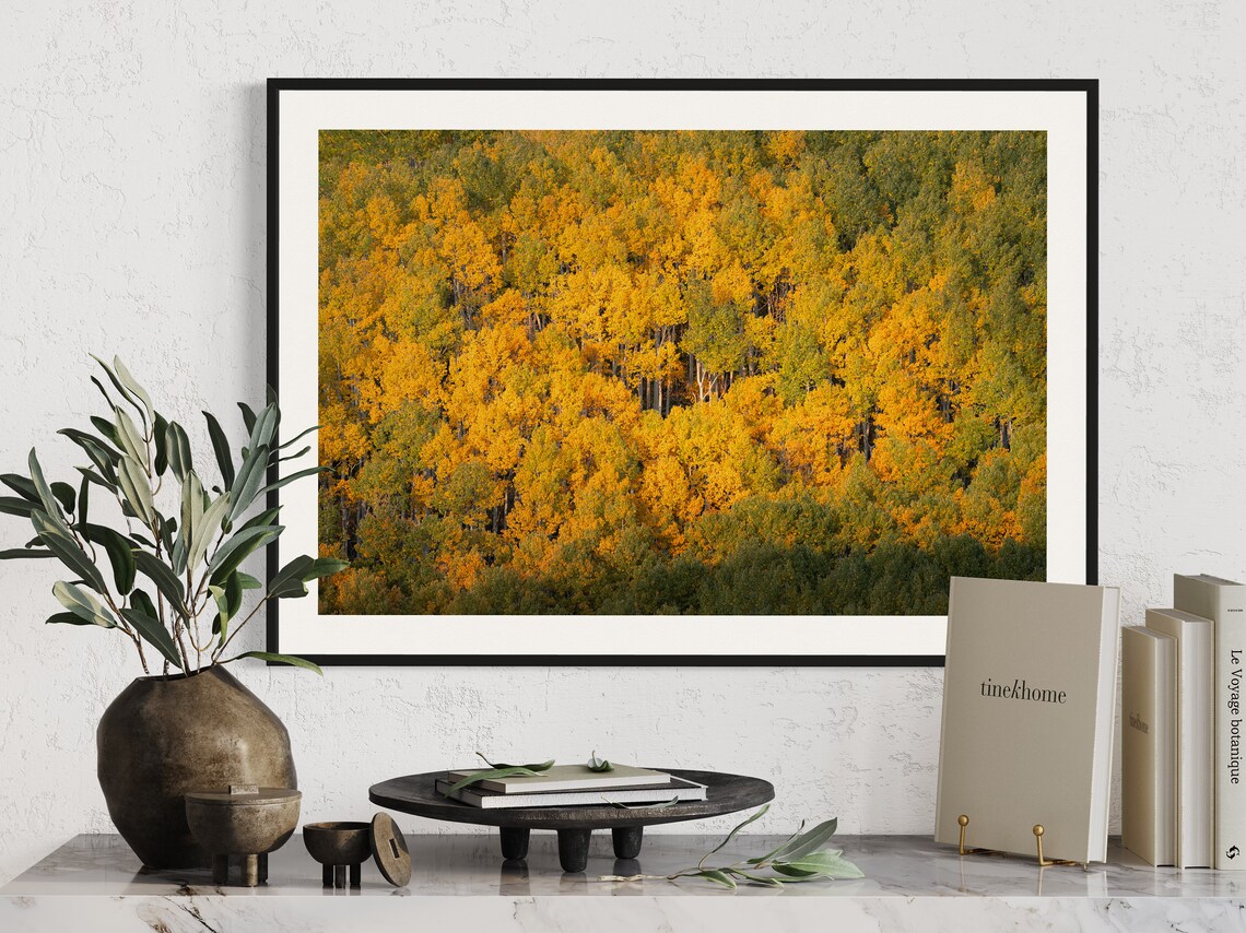 Colorado Aspen Forest Golden Fall Foliage Nature Photography Poster