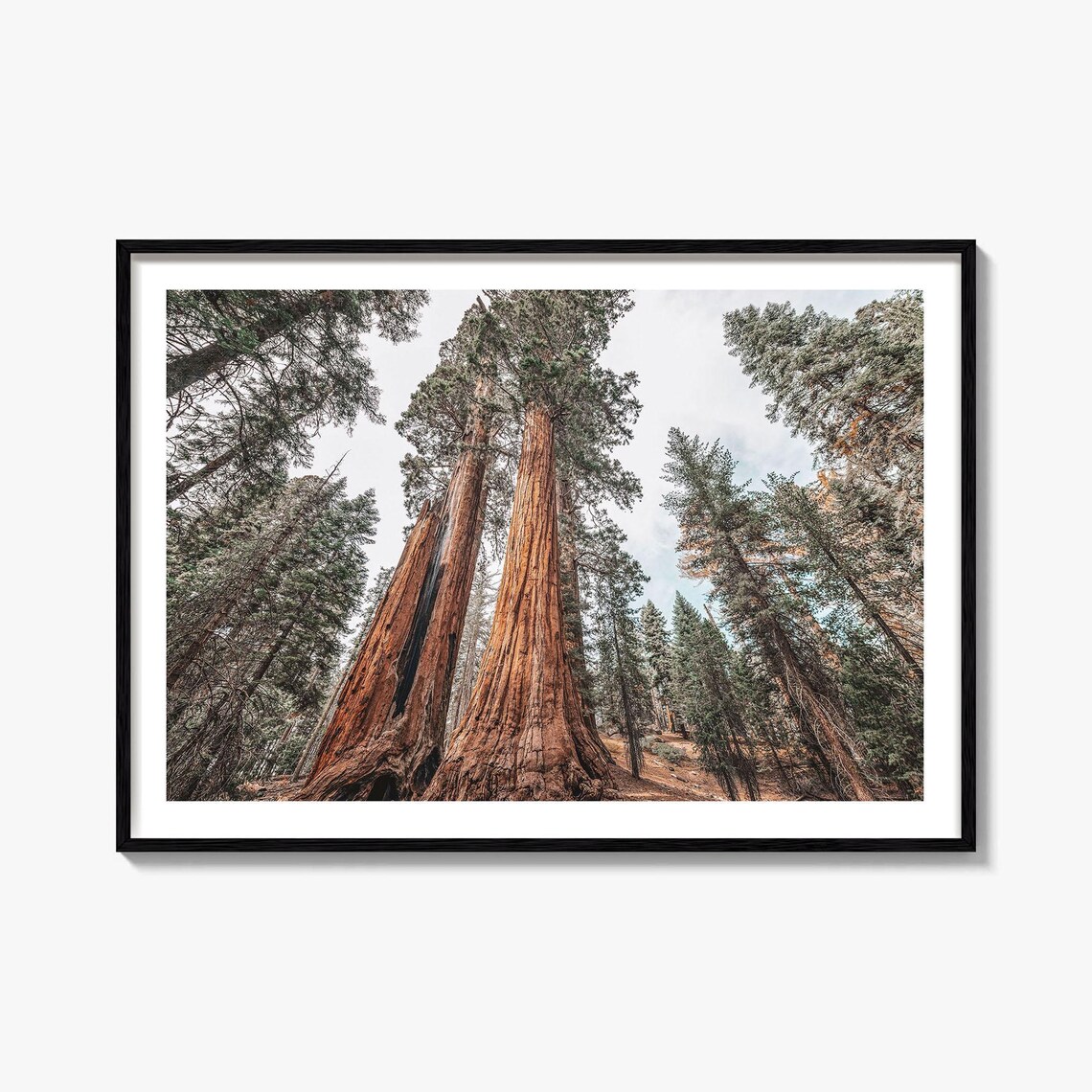 Redwood National Park Travel Poster, Street Map Print