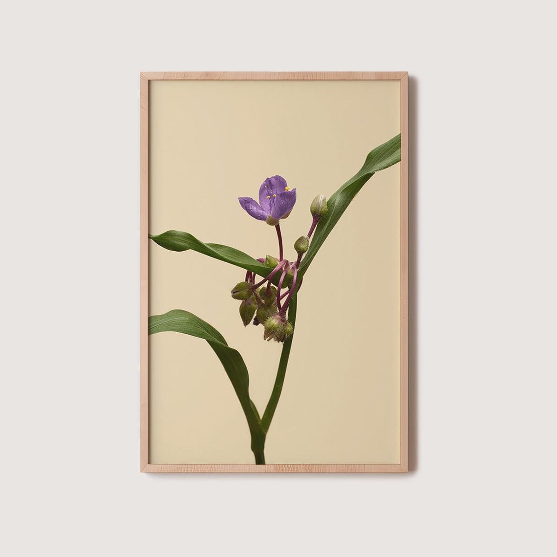 Delicate Purple Spiderwort Flower On Warm Cream Botanical Poster