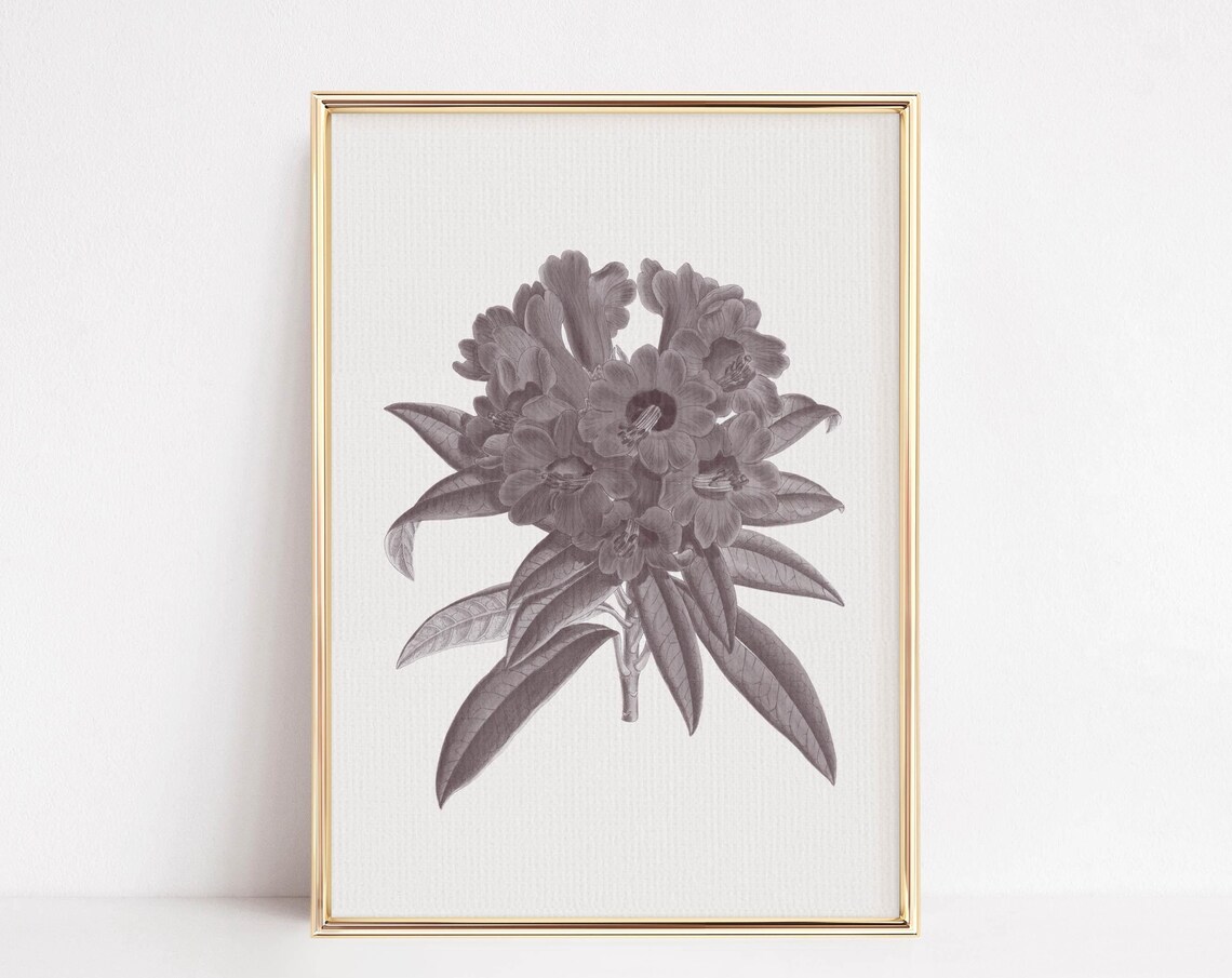 Classic Antique Botanical Flower Illustration Vintage Garden Poster