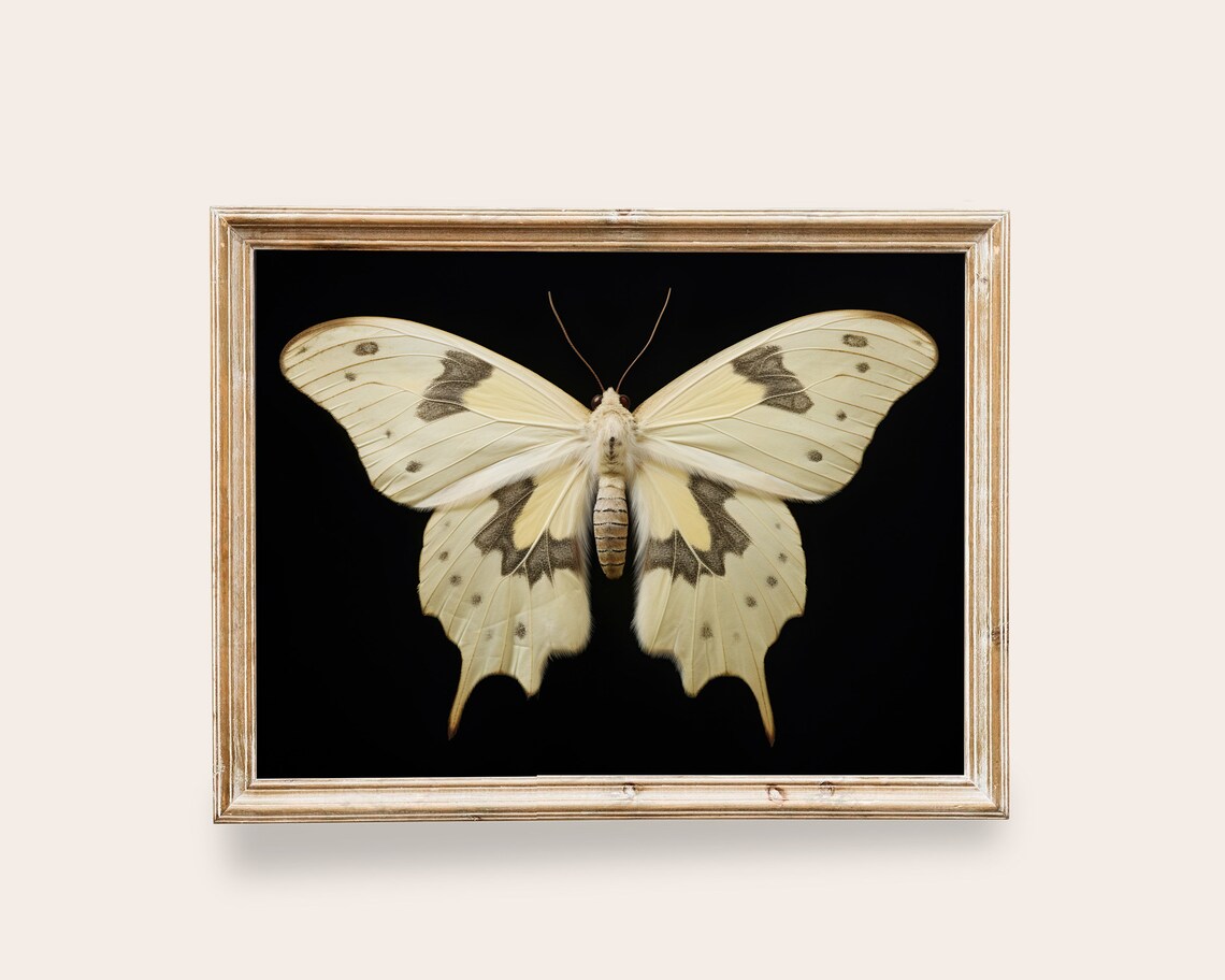 White Moth Victorian Art, Vintage Butterfly Poster