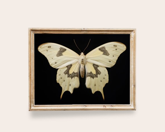 White Moth Victorian Art, Vintage Butterfly Poster