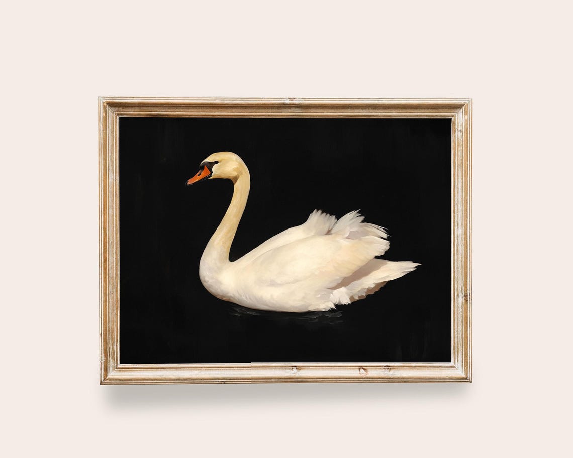 White Swan Portrait Black Background Elegant Vintage Bird Poster