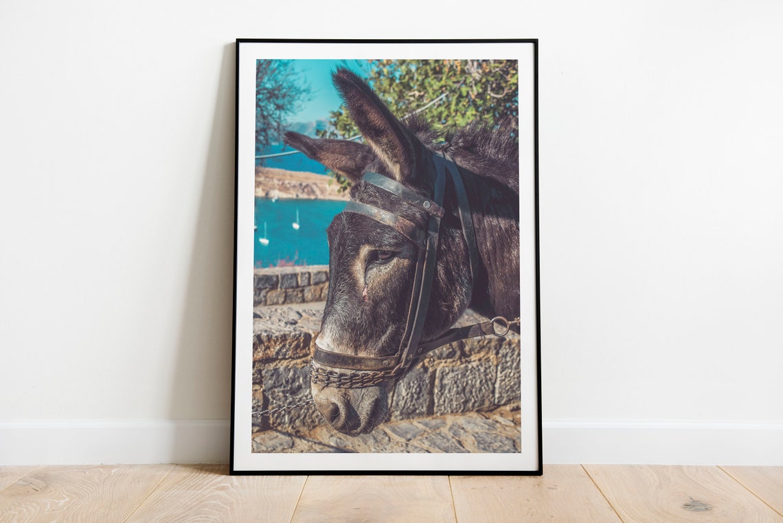 Donkey Portrait Stone Wall Turquoise Harbor Photography Poster