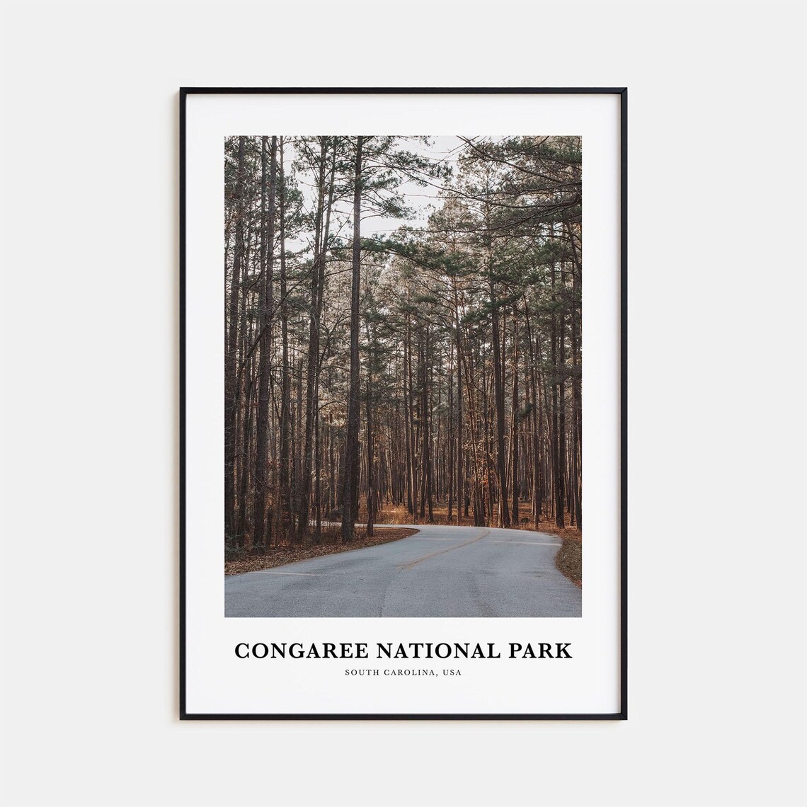 Congaree National Park South Carolina Pine Forest Road View Poster