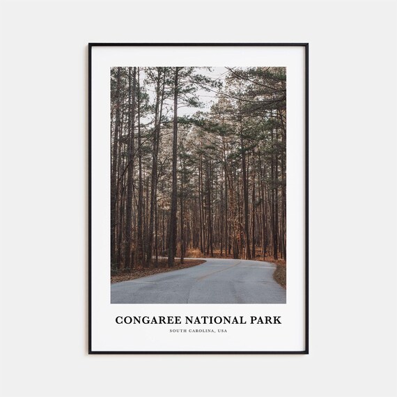 Congaree National Park South Carolina Pine Forest Road View Poster