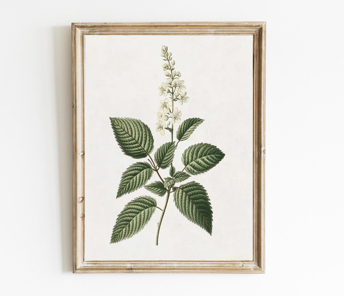 Vintage White Floral Botanical Sketch Minimal Green Plant Print