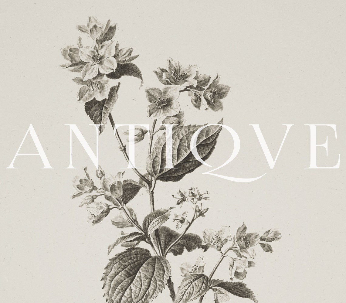 Flower Sketch Botanical Artwork Poster - Image 3