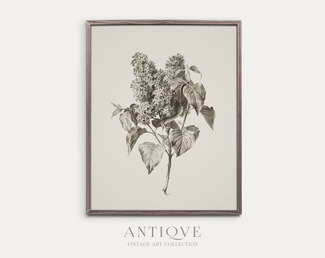 Vintage Floral Sketch Botanical Artwork