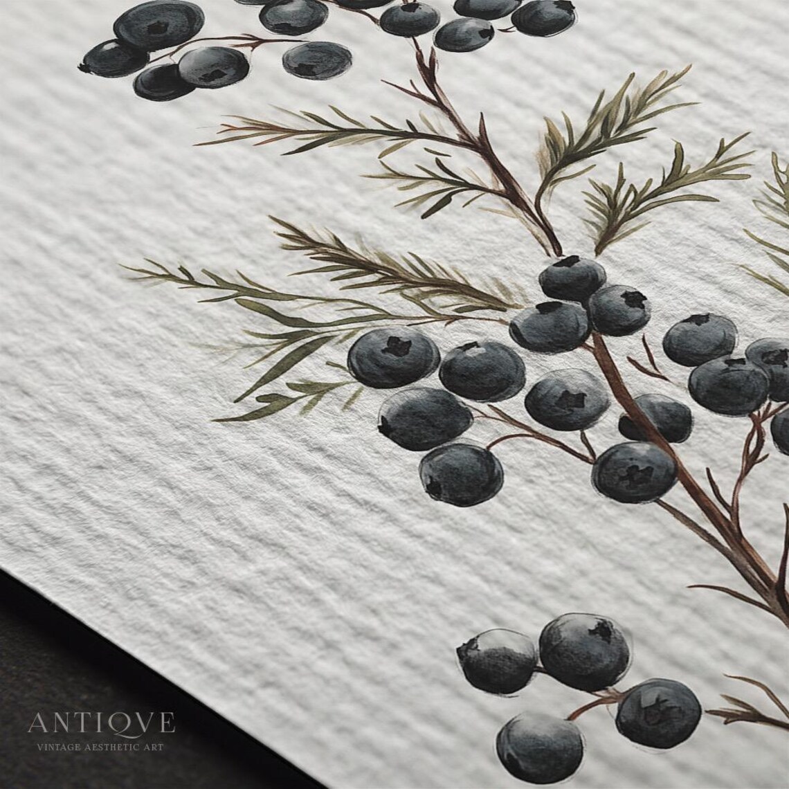 Juniper Berry Branch, Rustic Holiday Art Print - Image 3