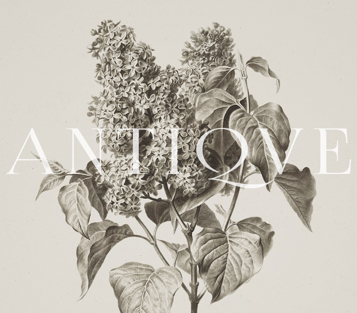 Vintage Floral Sketch Botanical Artwork - Image 3