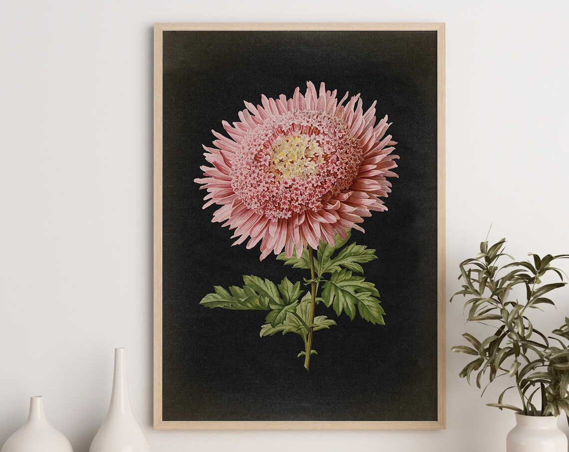 Vintage Pink Chrysanthemum Botanical Art Print