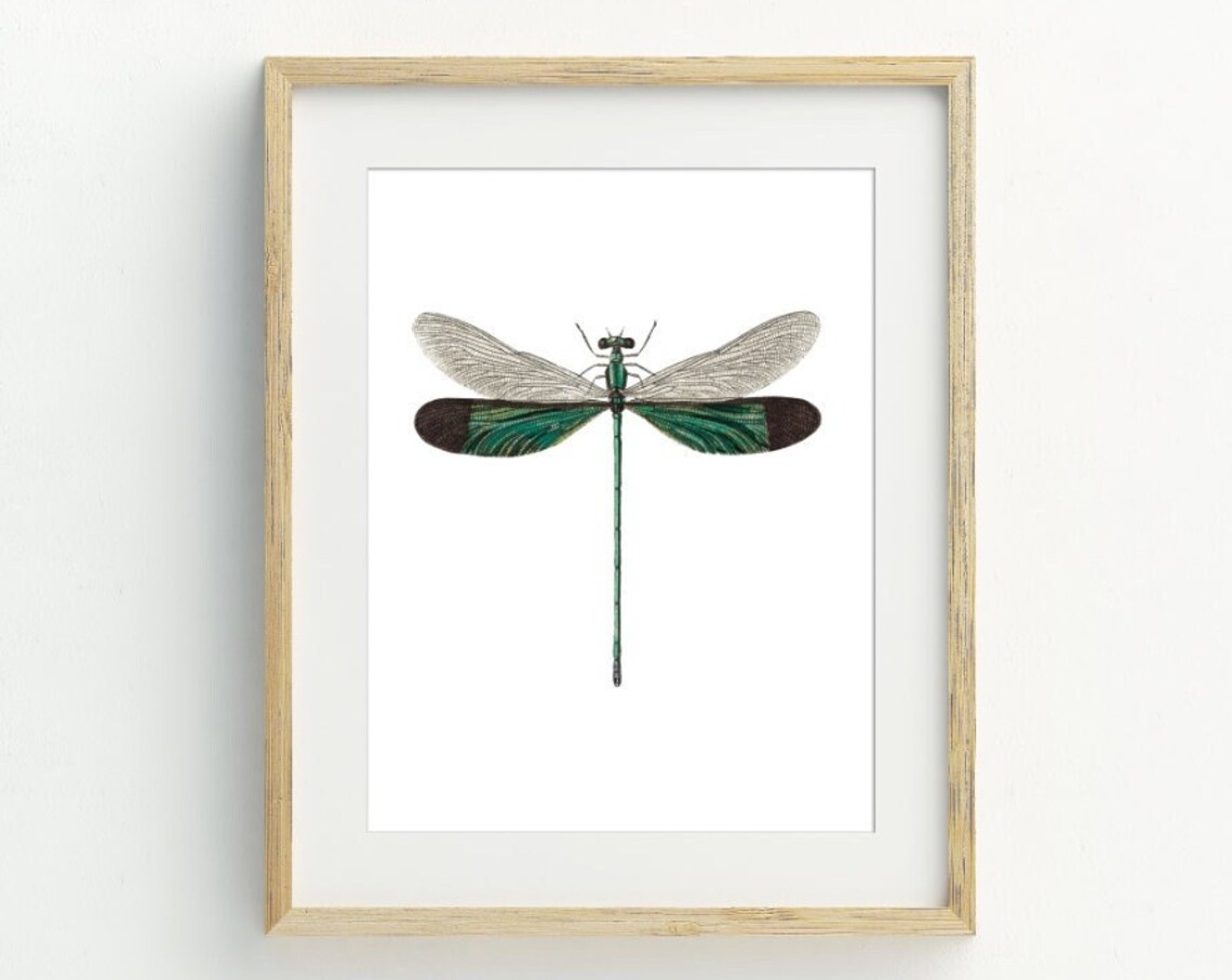 Dragonfly Minimalist Vintage Dragonfly Art Print